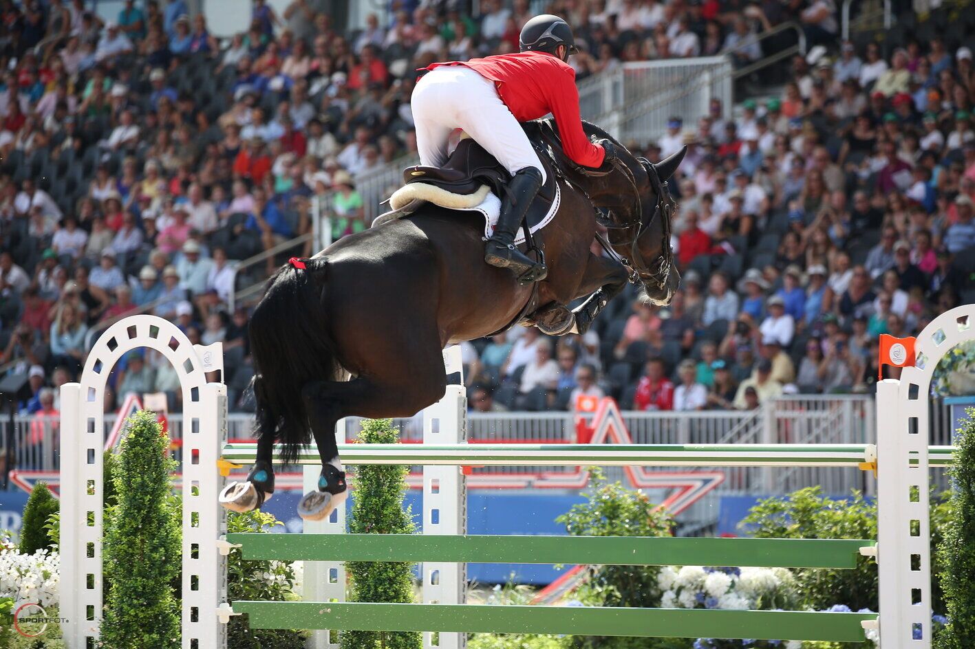 DON DIARADO - Béligneux le haras